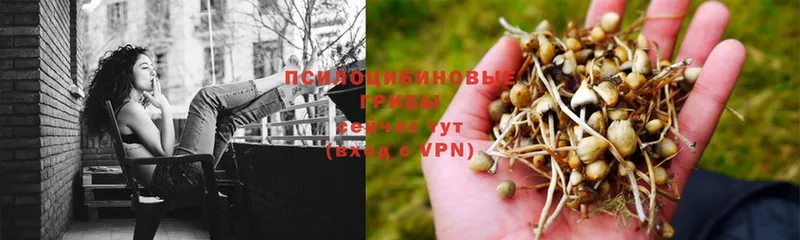 omg маркетплейс  Гаврилов Посад  Галлюциногенные грибы Psilocybe 